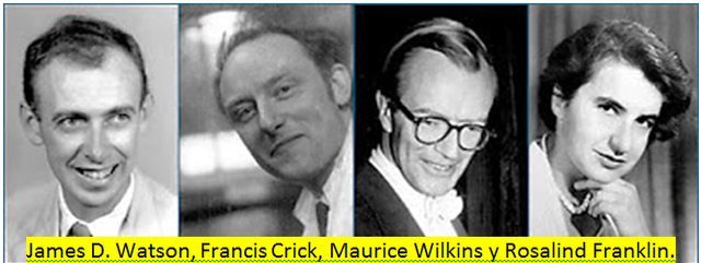 WATSON, CRICK, FRANKLIN, WILKINS Y LA ESTRUCTURA DEL DNA