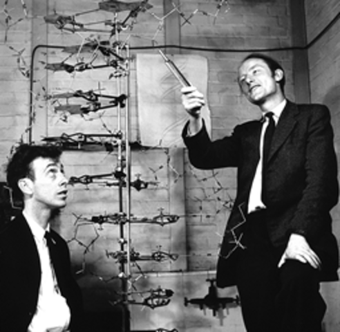 LA ESTRUCTURA DEL ADN