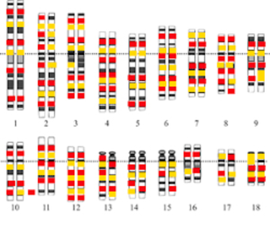 DESCUBRIMIENTO DEL GENOMA HUMANO