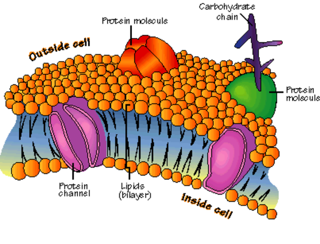 Similitudes estructurales y moleculares compartidas.