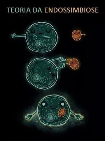La endosimbioses celular: explicación del origen de los eucariontes.