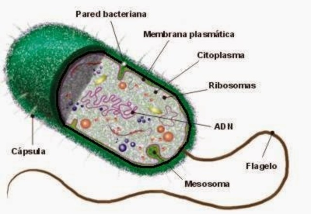 Evolución de los Eucariontes.