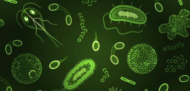La vida multicelular o pluricelular.