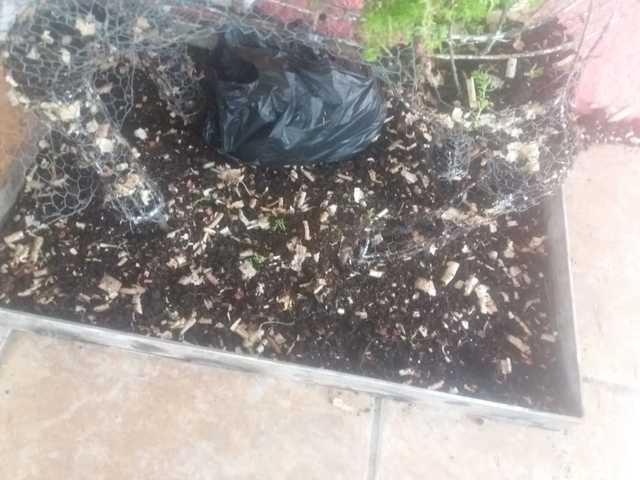 EXTRUCTURA DEL VENADO  LLENADO CON TIERRA.