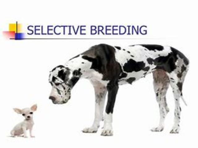 Selective Breeding