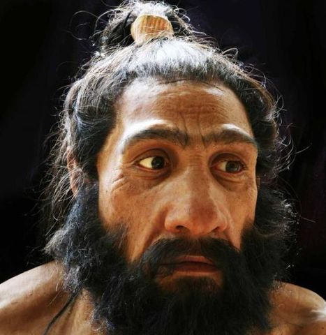 Homo neanderthalensis (neandertales)
