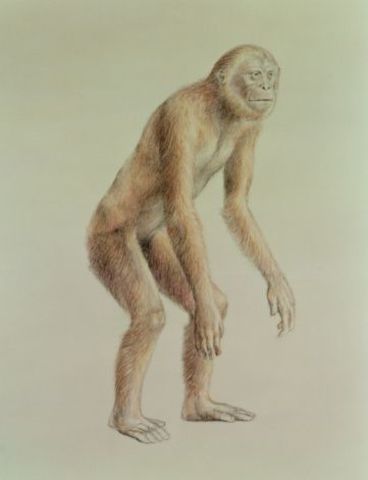 Aparece el Ramapithecus
