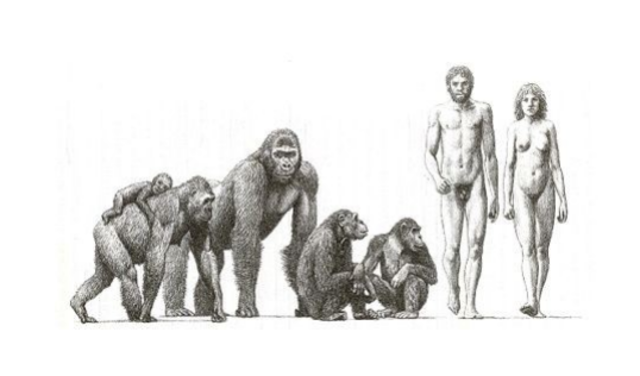 GÉNERO HUMANO Y SOCIEDAD HUMANA