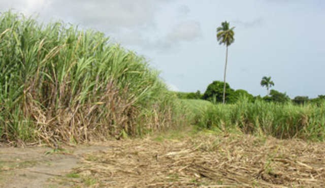 Sugarcane and Nevis