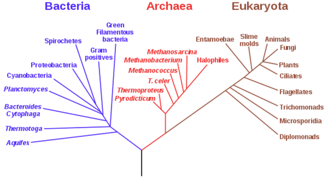 Charles Darwin (Born: February 12, 1809 - Died: April 19, 1882)