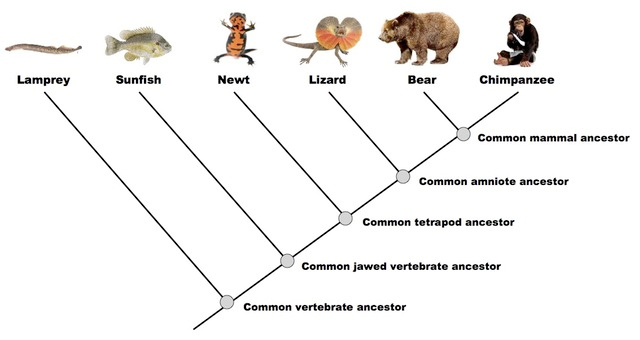 Evolutionary Branches