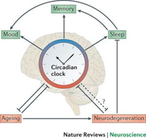 Circadian Clock