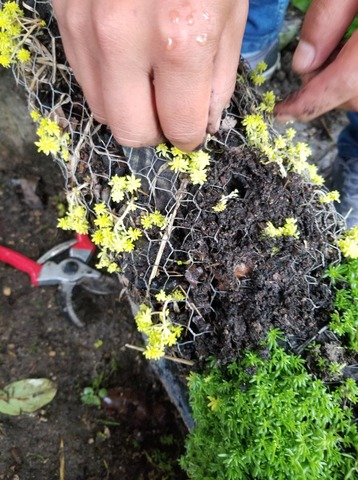 Mantenimiento ala topiaria