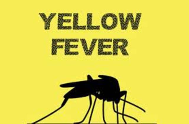 Yellow Fever
