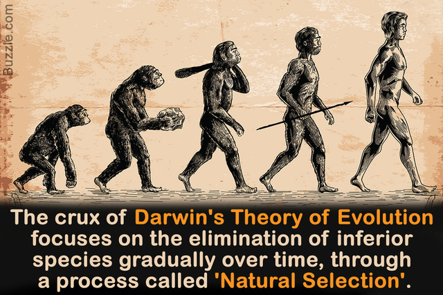 Darwin's Theory of Evolution