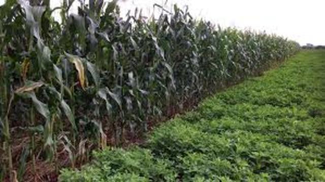 Malawi Agricultural Systems - 2000 - 2004