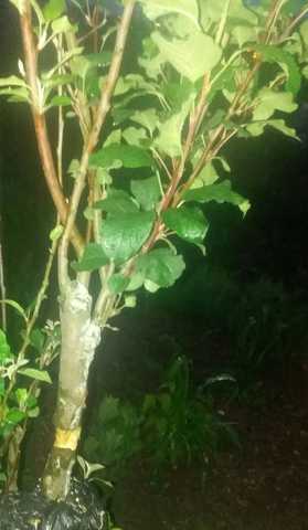 PASOS COMO SE REALIZO: