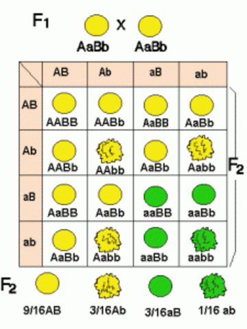 REDESCUBRICIÓ DE LES "LLEIS DE L'HERENCIA"