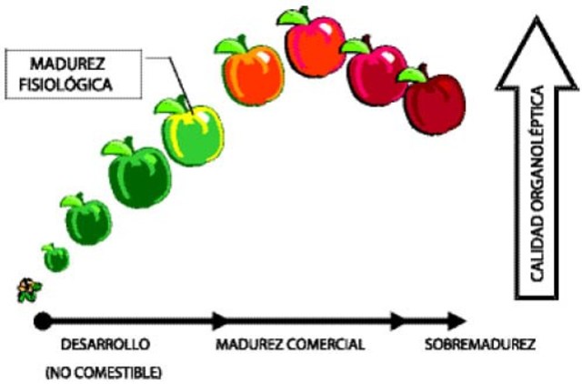 Cambios en la calidad del fruto. Atributos durante el manejo, procesamiento y almacenamiento