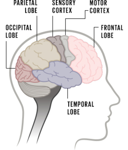 AUMENTO DEL NEOCORTEX