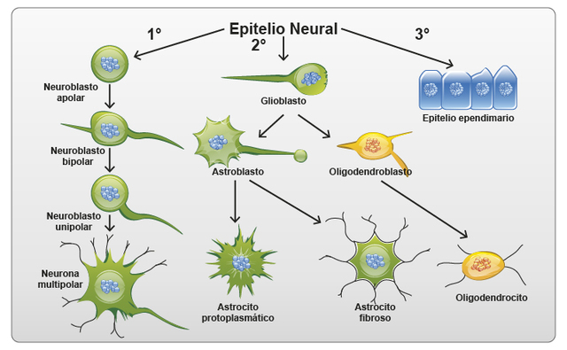 AGRUPACIÓN DE NEURONAS