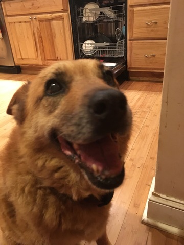 Hace once años que tengo mi perro Star Jones