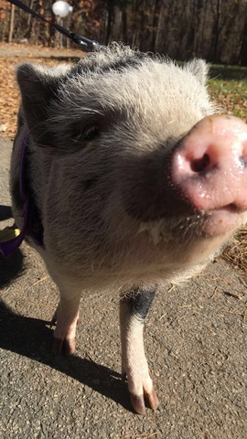 Hace dos años que tengo mi cerdo, Rosie