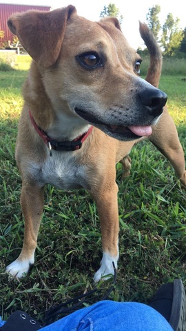 Hace seis años tengo mi perro Frankenstein