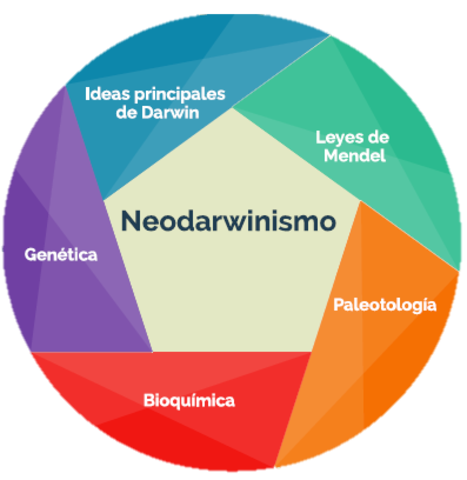 Sintesis evolutiva moderna.
