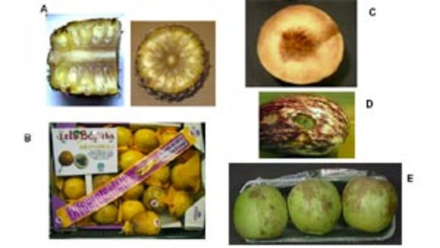 DAÑO MECÁNICO VERSUS CALIDAD DEL FRUTO