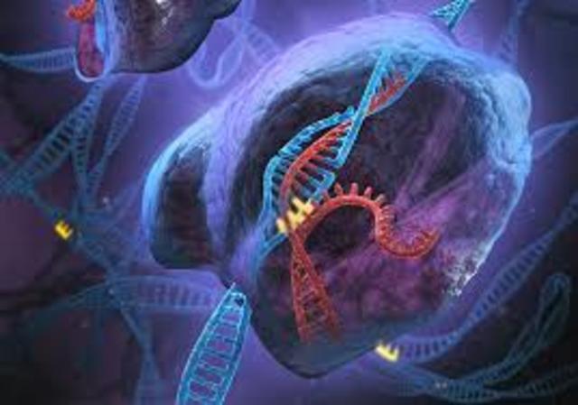 Mojica beschrijft de relatie van CRISPR en virus-DNA waarbij ze aangeeft dat CRISPR mogelijk helpt bij het immuunsysteem van prokaryoten