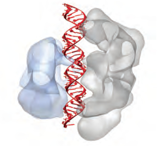 Marraffini and Sontheimer uit Chicago bevestigen dat CRISPR DNA als target molecuul heeft