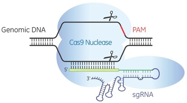 Er wordt aangetoond dat Cas9 het DNA kan knippen op de plek waar de sequenties gelijk zijn aan die van het CRISPR-RNA