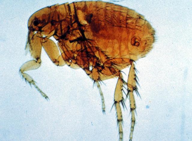 Plague Fleas