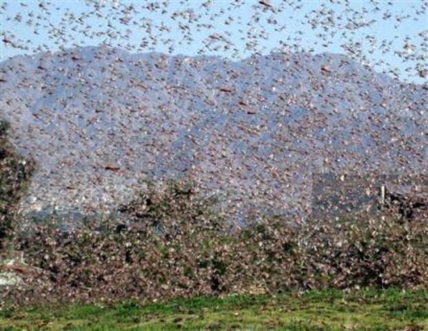 Locust invasion