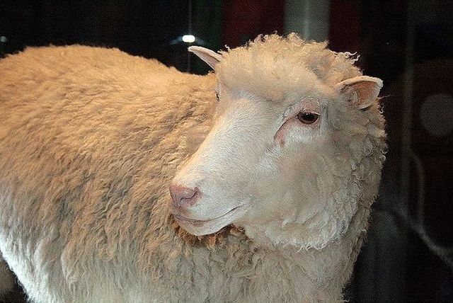 Dolly het schaap