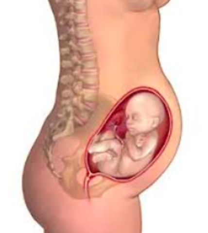 Month 6: Weeks 26-30