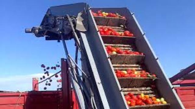 Daño mecánico frente a calidad del fruto.