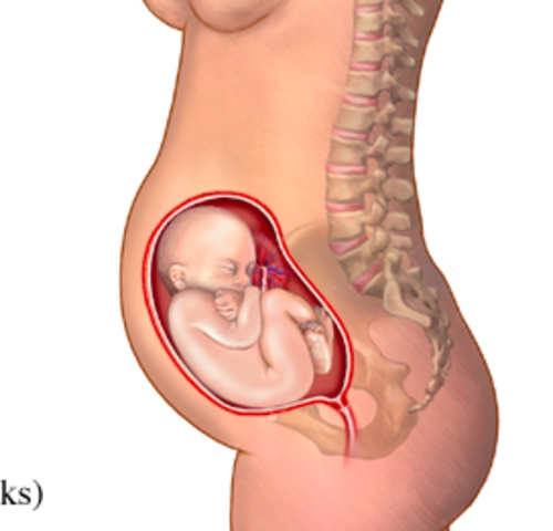 Month 7: Weeks 31-34