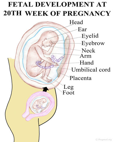 Physical development month 5