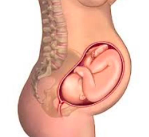 Month 8: Weeks 35-38