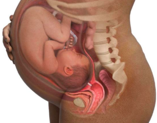 Month 9: Weeks 39-42