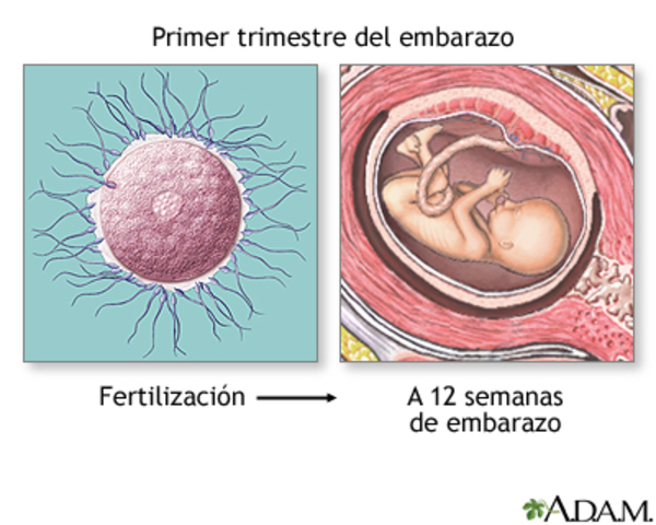 Primer trimestre