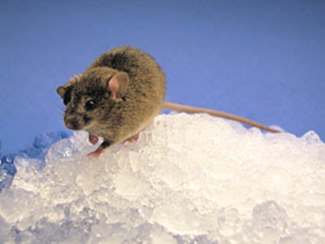 PRIMER ANIMAL TRANSGÉNIC