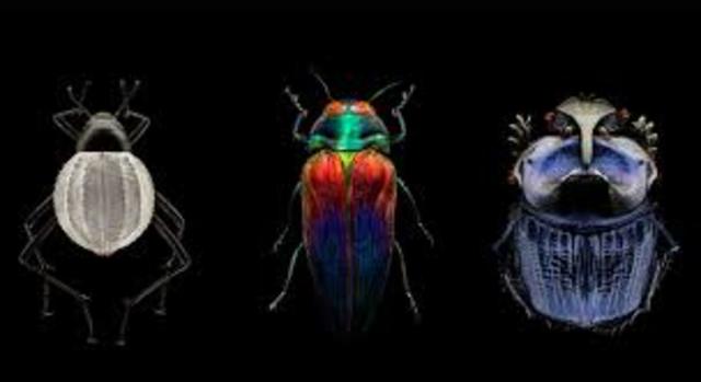 fotografia cientifica