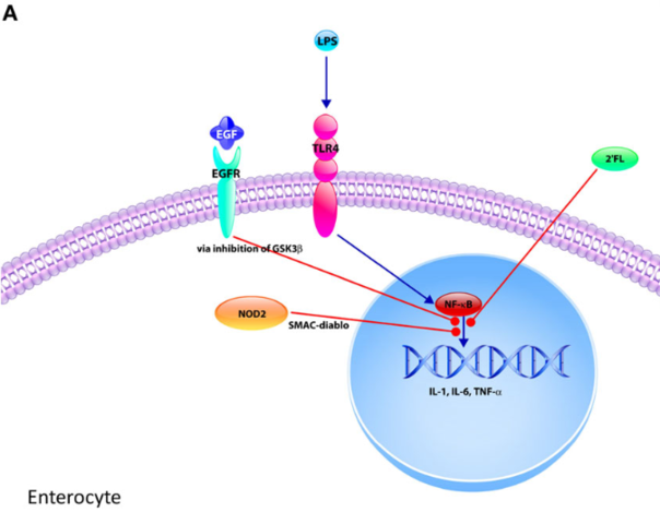 "Hipótesis unificadora"