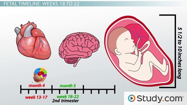 Brain Development in the Second and Third Trimester