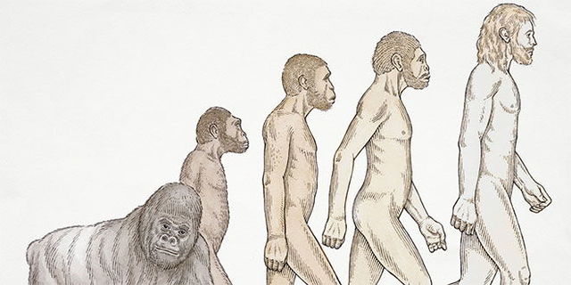 evolucion de la humanidad