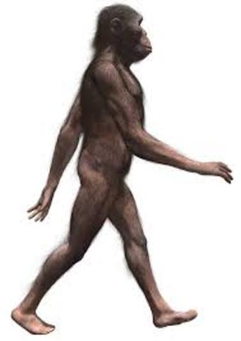Australopithecus, africanus
