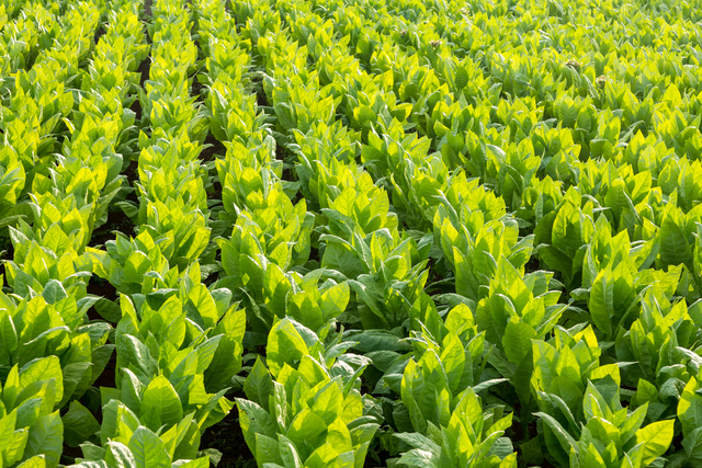 First Tobacco Crop Planted